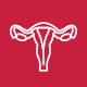 A red line drawing of the female reproductive system